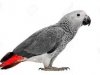 Jako Papağanı Çeşitleri