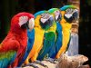 Macaw Papağanları Hakkında Bazı Bilgiler