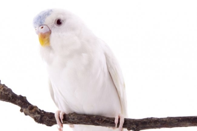 Albino Muhabbet Kuşu