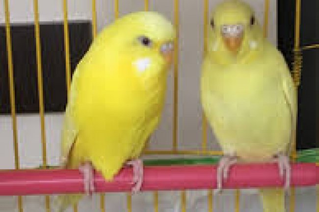 Latino Muhabbet Kuşu