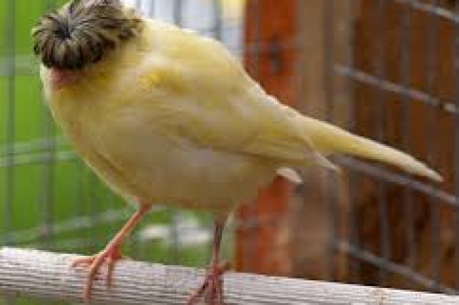 Crest Kanarya Özellikleri