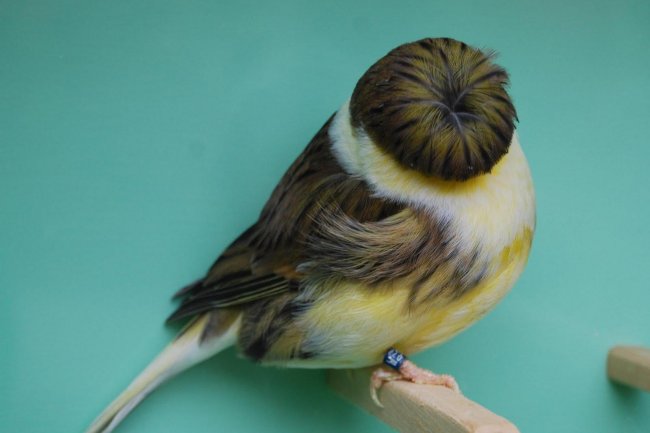 Gloster Kanarya Özellikleri