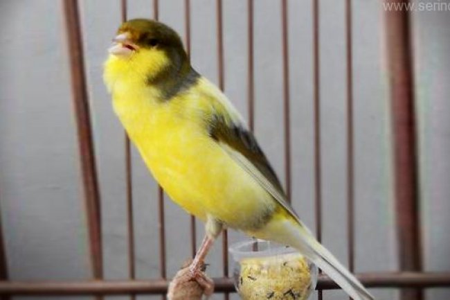 Harz Roller Kanarya Özellikleri