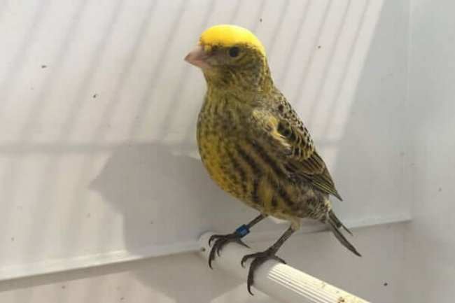 Lizard Kanarya Özellikleri