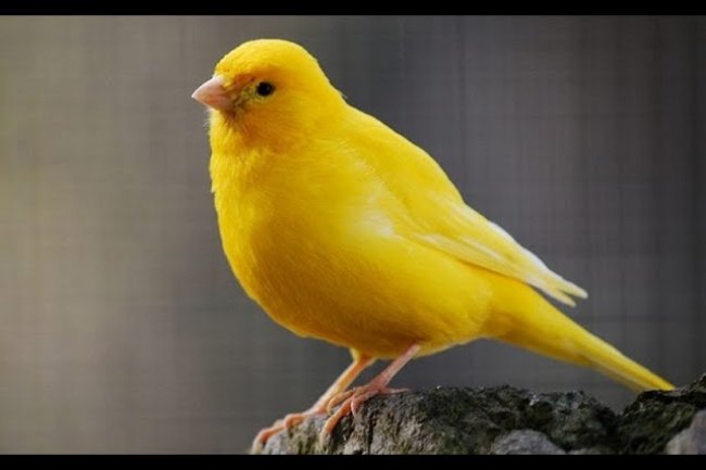 Milinois (Malinua) Kanarya Özellikleri