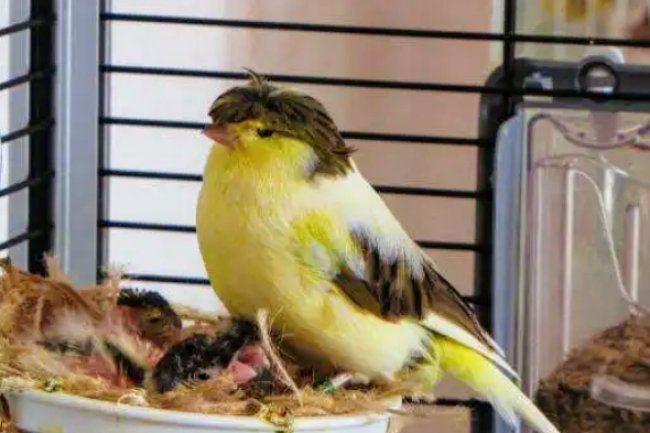 Taklacı Kanarya Özellikleri