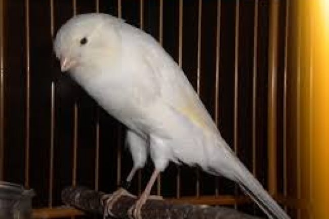 Yorkshire Kanarya Özellikleri