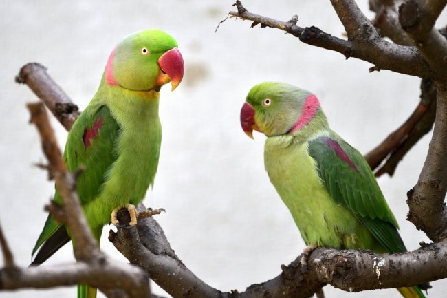 İskender Papağanı (Aleksander) 