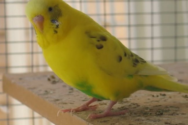 Çekinik Paçalı Muhabbet Kuşu