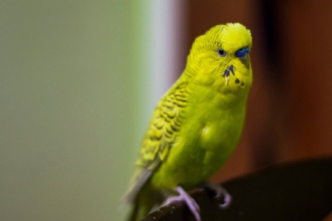 Jumbo Muhabbet Kuşu