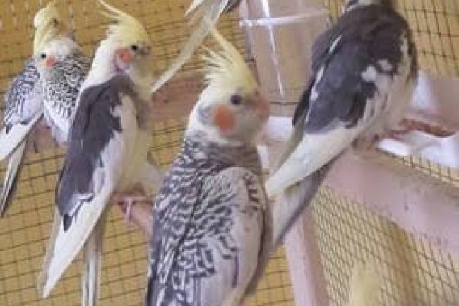 Eğitim için Kuş Seçimi