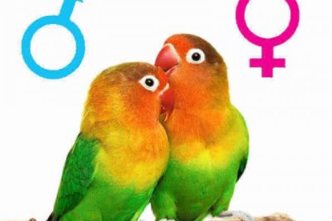 Papağanlarda (Kuşlarda) DNA Testi 