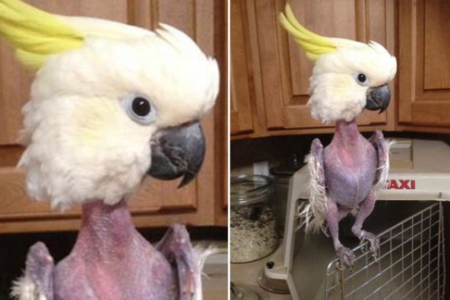 Papağanlarda Stres ve Belirtileri