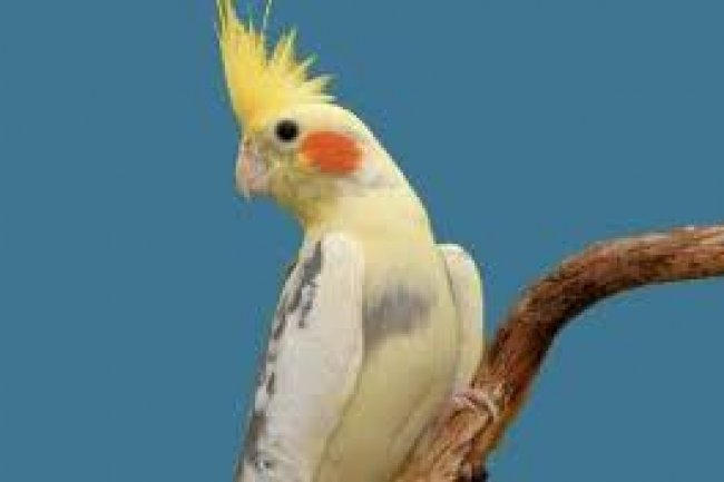 Sultan Papağanı Özellikleri