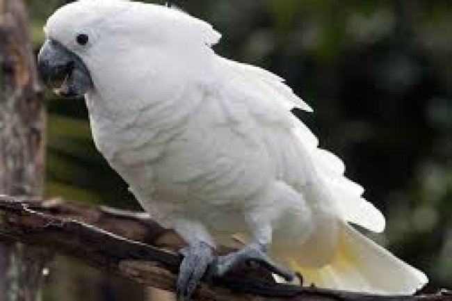 Kakadu Papağanı Özellikleri