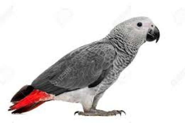 Jako Papağanı Çeşitleri