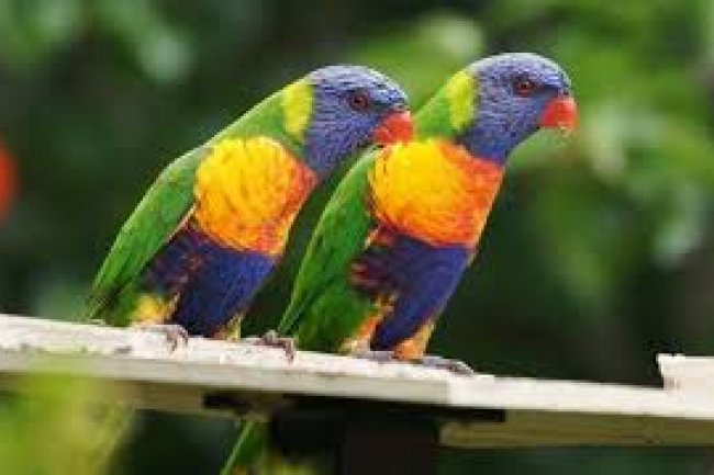 Gökkuşağı (Lori) Papağanı