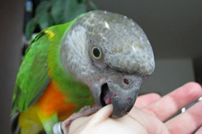 Papağanlarda (Kuşlarda) Isırma Problemi