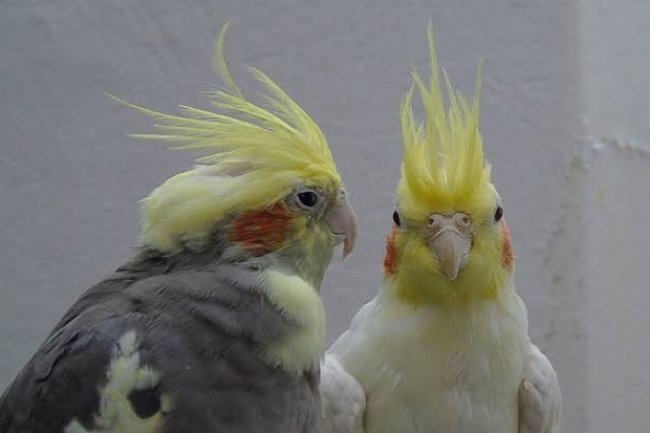 Sultan Papağanı Türleri