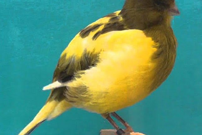 Border Kanarya Özellikleri