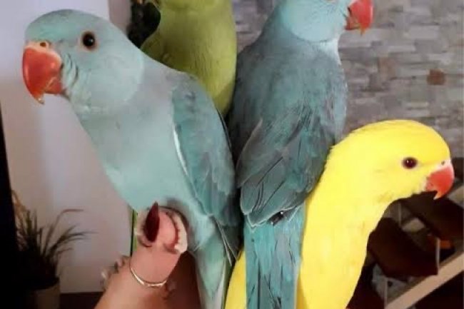 Mutasyon Pakistan Papağanları