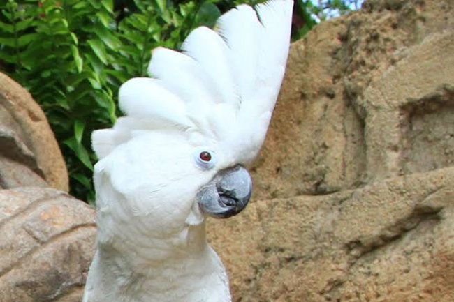 Şemsiye (Umbrella) Kakadu