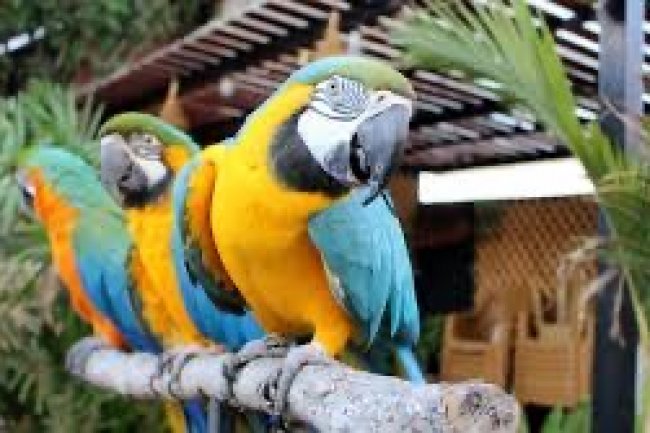 Papağanlar Hakkında İlginç Bilgiler