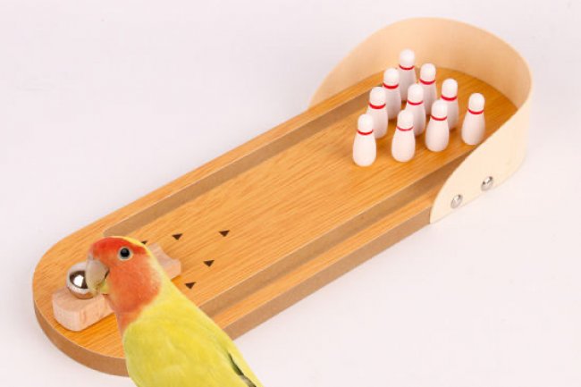 Kuş Eğitiminden Önce Bilmeniz Gerekenler