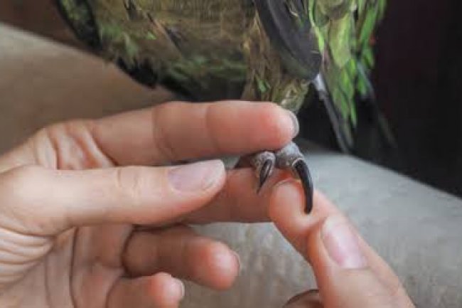 Kuşlarda Tırnak Kesimi