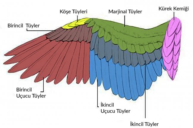 Kuşlarda Kanat Ayarı Yapılmalı mı?
