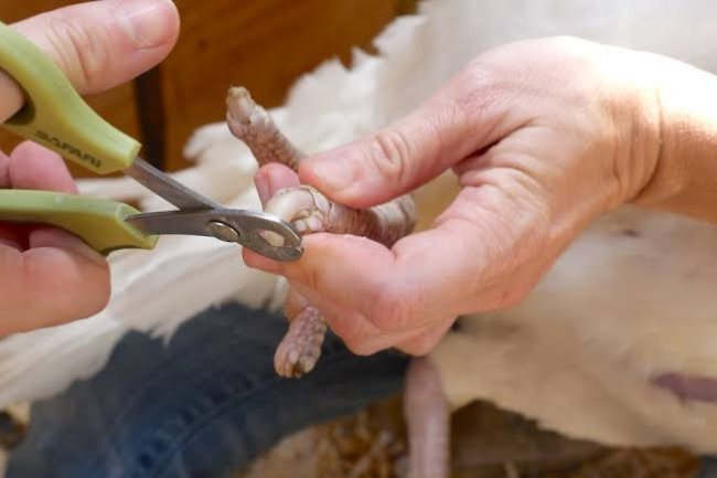 Kuşlarda Tırnak Kesim Zamanını Gösteren 5 İşaret