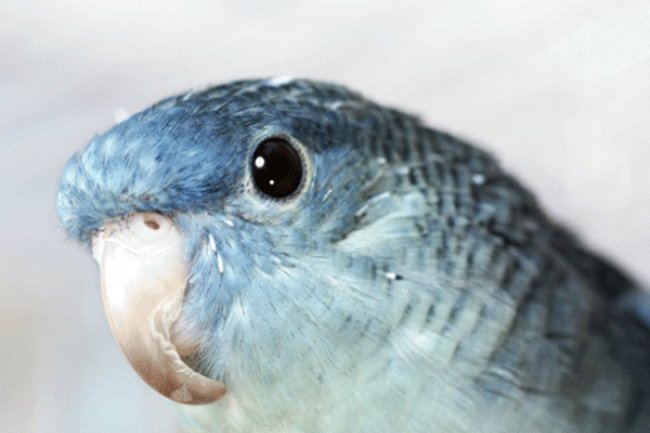 Kuşlarda Gaga Bakımı Neden Önemlidir?