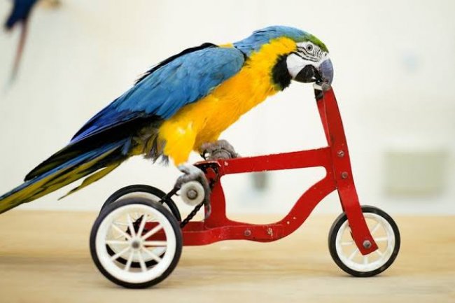 Kuş Eğitimine İlk Giriş