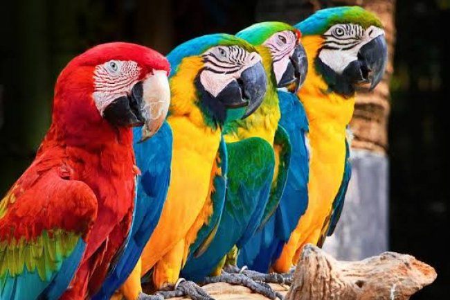 Macaw Papağanları Hakkında Bazı Bilgiler