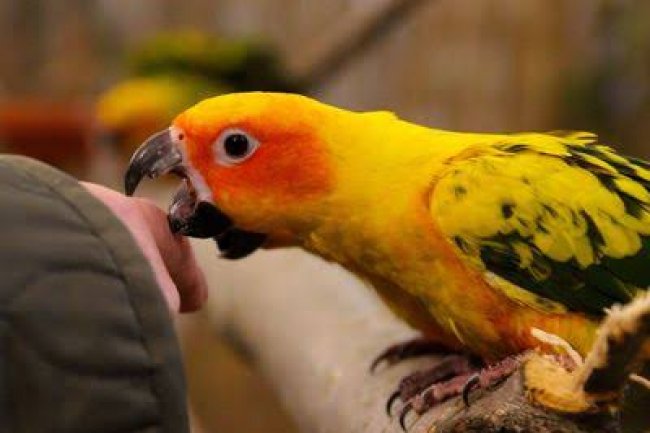 Kuş Isırmasında İlk Yardım