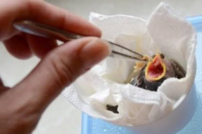 Kuşlarda El Beslemesi