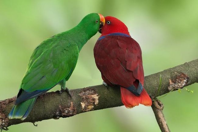 Electus Papağanları ve Özellikleri