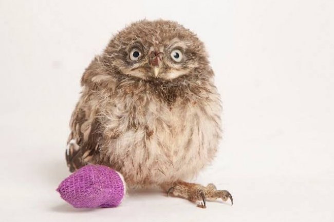 Kuşlarda Bacak Kırılması ve Tedavisi