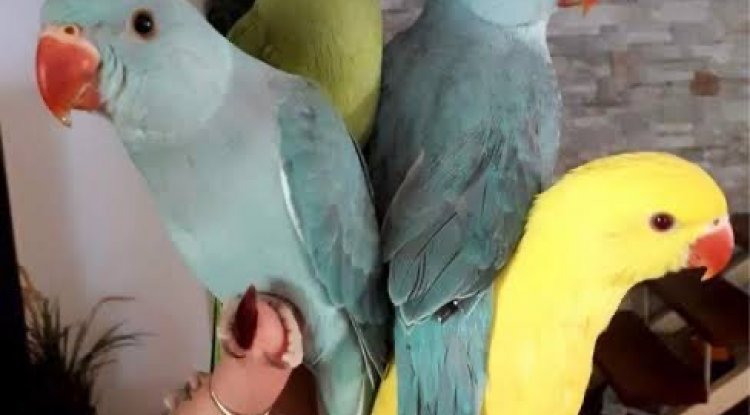 Mutasyon Pakistan Papağanları