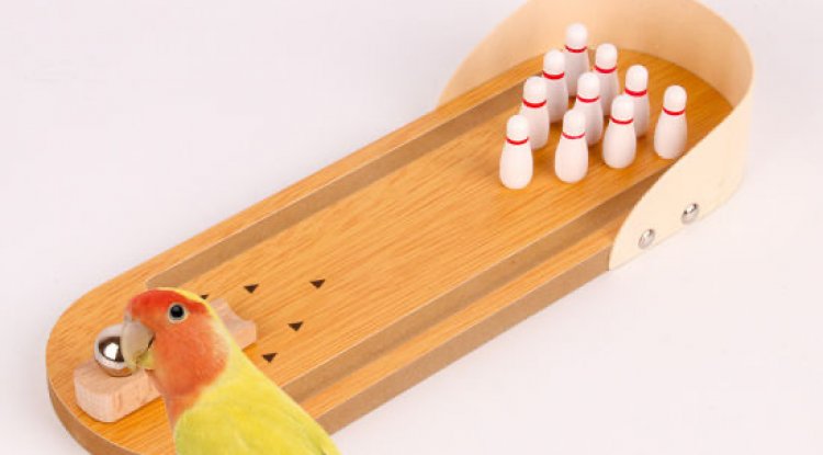 Kuş Eğitiminden Önce Bilmeniz Gerekenler