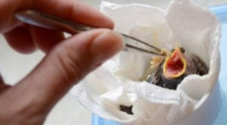 Kuşlarda El Beslemesi