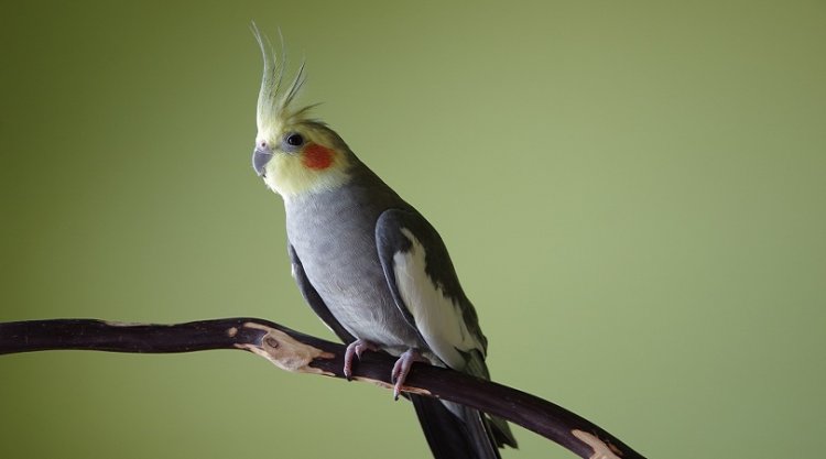Sultan Papağanı
