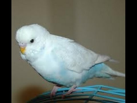 Gri Kanatlı Gök Mavisi Muhabbet Kuşu