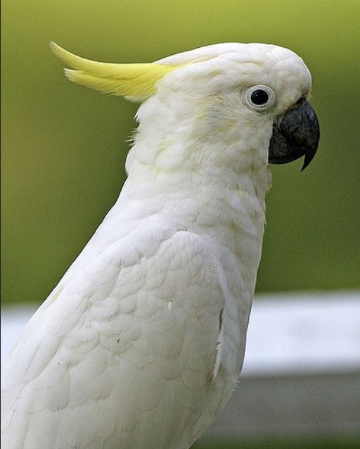 Kakadu Papağanları