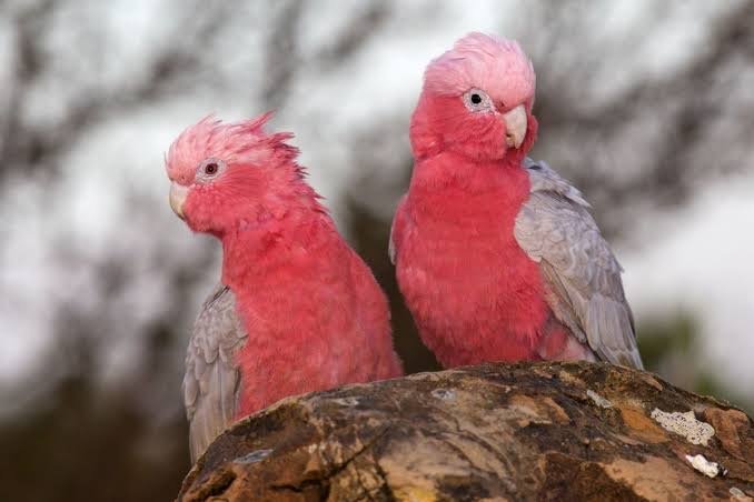 Gallah Kakadu Özellikleri