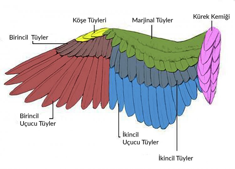 Kuşlarda Kanat Ayarı Yapılmalı mı?