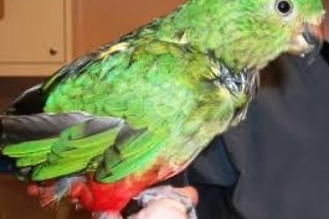 Papağanlarda Tüy Sorunları