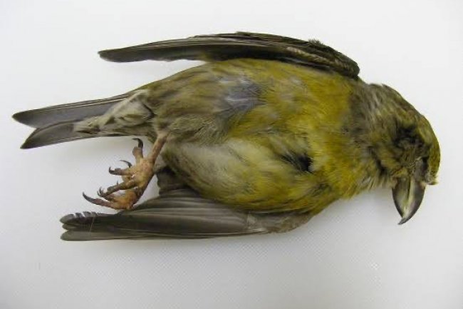 Kuş Hastalıkları ve Belirtileri