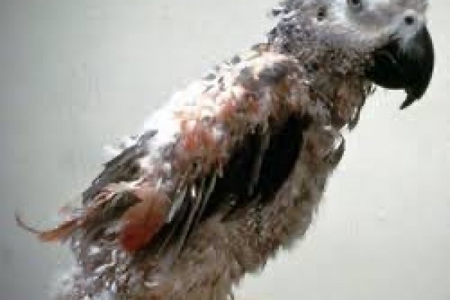 Hasta Kuş’a (papağana) Ne Yapmalıyım?