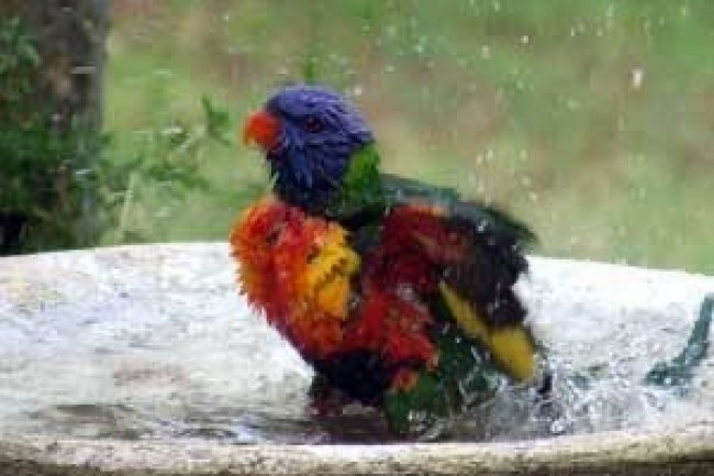 Kuş veya Papağanınızı Temizleme